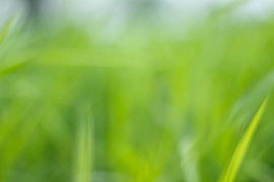 meadow green blur background