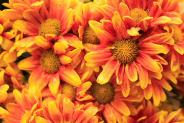 Flowers bloom in the sun