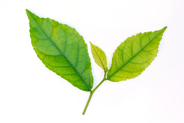 Fototapeta premium leaf green on white background
