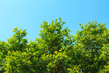 Fototapeta premium tree green sky