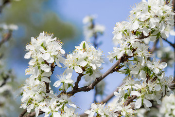 blossoming tree with flowers