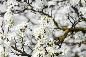 Obraz premium blossoming tree with flowers