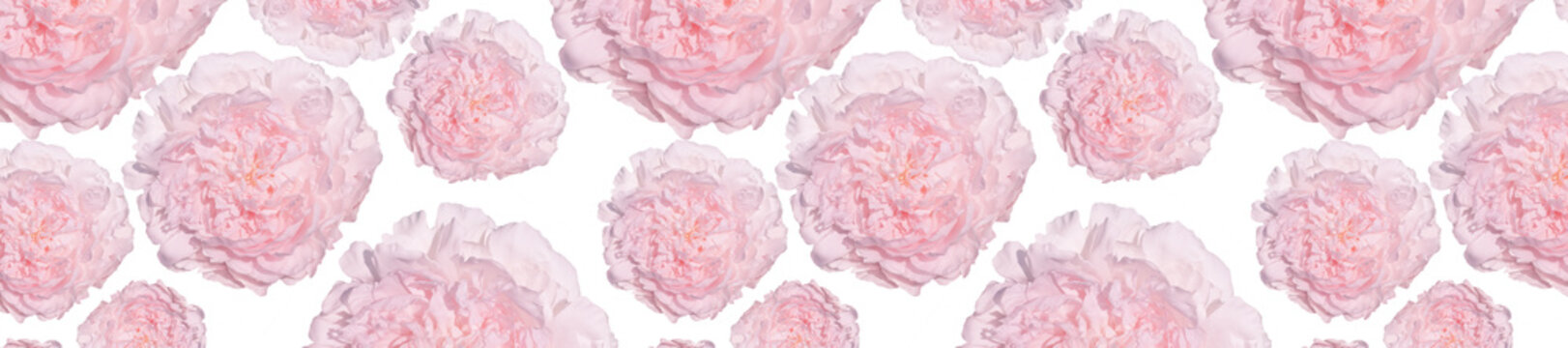 panorama pattern of pale pink peonies luxury fresh