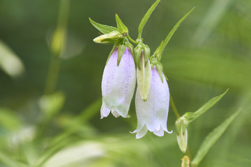 ホタルブクロの花
