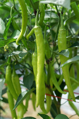 green chili