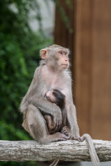 Macaque feeding its baby