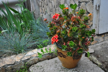 Red with yellow kalanchoe flower