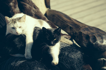 Two cats rest in chair