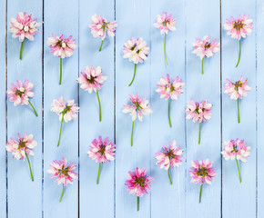 Meadow pink flowers on blue wooden background.