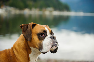 Boxer dog against lake water with reflections