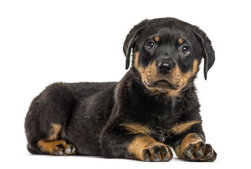 Rottweiler puppy isolated on white