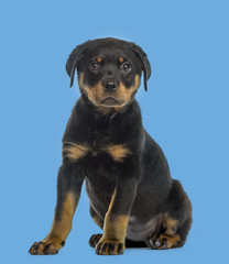 Rottweiler puppy isolated on blue background