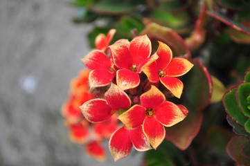 Red with yellow kalanchoe flower close-up
