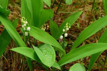 Obraz premium Thickets of lily of the valley flowers in water drops after rain
