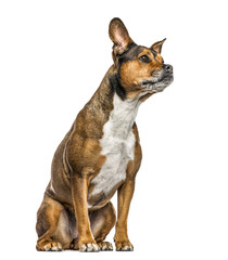 Crossbreed dog isolated on white