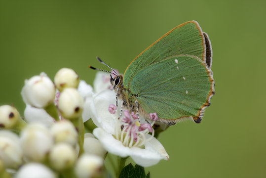 Green hairstreak on blossom