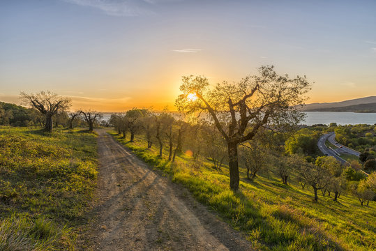 Italy, Umbria, Lake Trasimeno, Olive grove on the hills at sunset