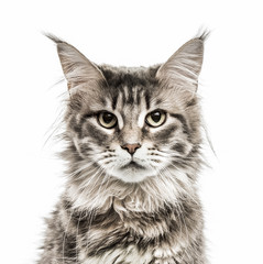 Maine Coon isolated on white