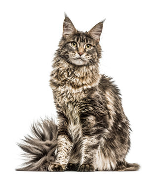 Fototapeta Maine Coon isolated on white