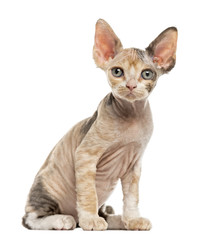 Devon Rex kitten isolated on white