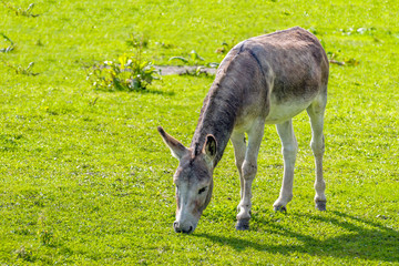 Grazing donkey from close