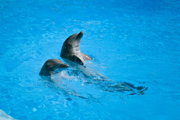 Fototapeta premium Clear water with cute dolphins