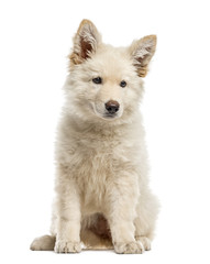 White Swiss Shepherd puppy isolated on white