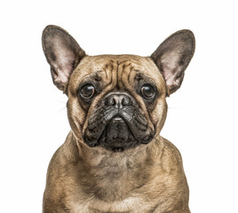 French Bulldog isolated on white