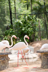 Pink flamingos with green background