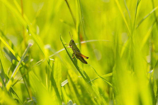 Grasshopper in meadow, close up