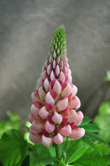 Pink lupine flower photo