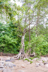 Old tree with fancy roots among the bushes and trees on stony sandy beach overcast day.