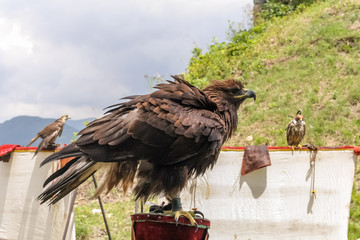 Disheveled eagle sits among other birds of prey in the mountains in summer.