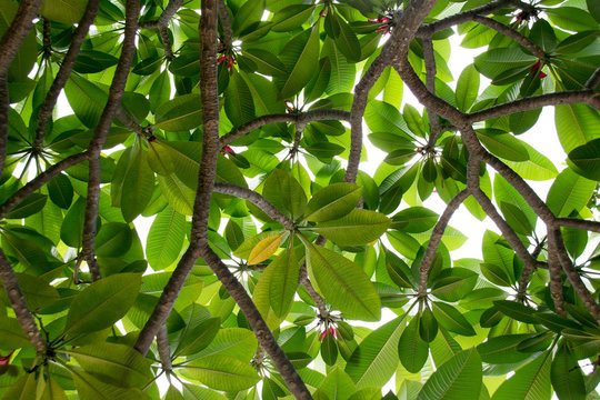 Top view to Green leaf of Evergreen Frangipani, Graveyard Flower or Pagoda Tree