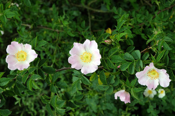 Obraz premium Hunds-Rose