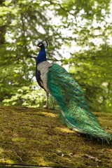 Obraz premium peacock on a roof covered with moss