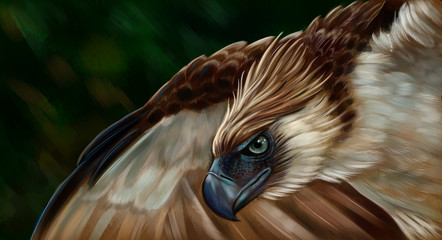 Филиппинский орел