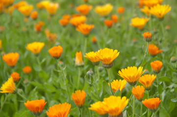 Garten Ringelblume - Calendula officinalis Blüten