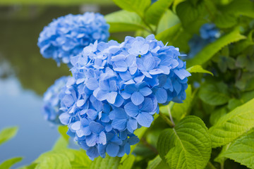 青の紫陽花満開