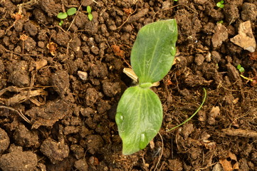 Seedling shoot vegetable marrow culture