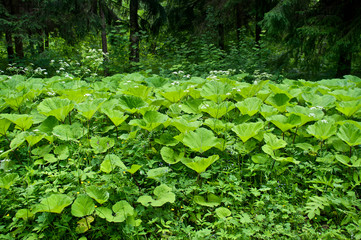 Burdock leaves in the forest