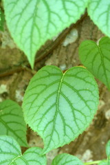 イワガラミの葉