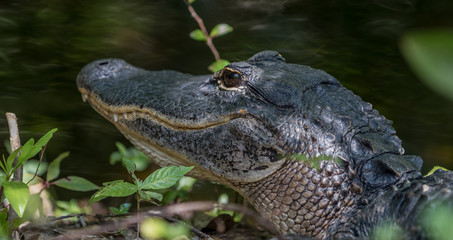 Alligator Resting, Big Cypress National Preserve, Florida