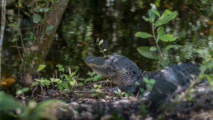 Alligator Resting, Big Cypress National Preserve, Florida