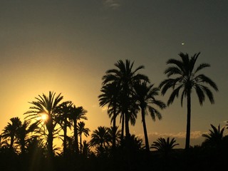 Obraz na płótnie Canvas Sunset in Elche, Spain