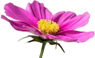Pink Flower - a single Cosmos on a transparent background