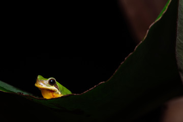 Chinese tree frog
