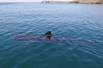 Obraz premium Basking Shark