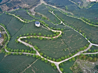 Aerial photography on top of the mountain tea garden landscape