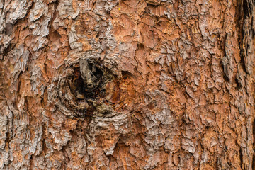Tree bark texture / background  